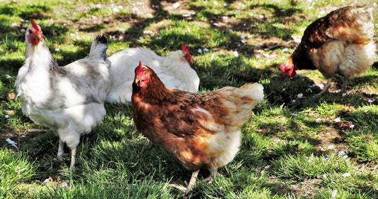 TACKLING RED MITES IN YOUR CHICKEN FLOCK