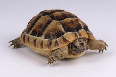 Tortoise: Spur Thigh Female Born 2000