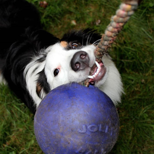 jolly pets romp n roll, purple