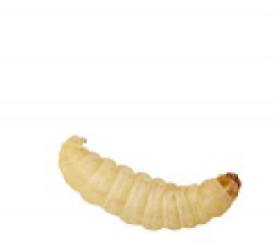 Live Reptile Food: Waxworms 15gm (in Shavings)