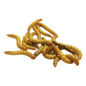 Live Reptile Food: Mealworms