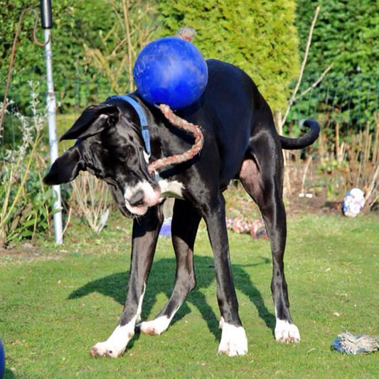 Jolly Pets Romp N Roll, Blue