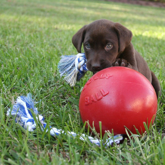 jolly pets romp n roll, red