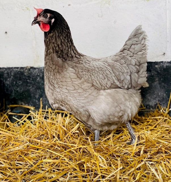 Chicken - BBF