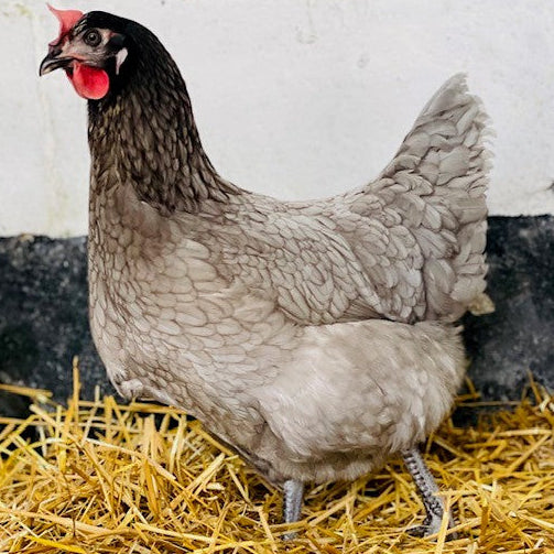 Chicken - BBF