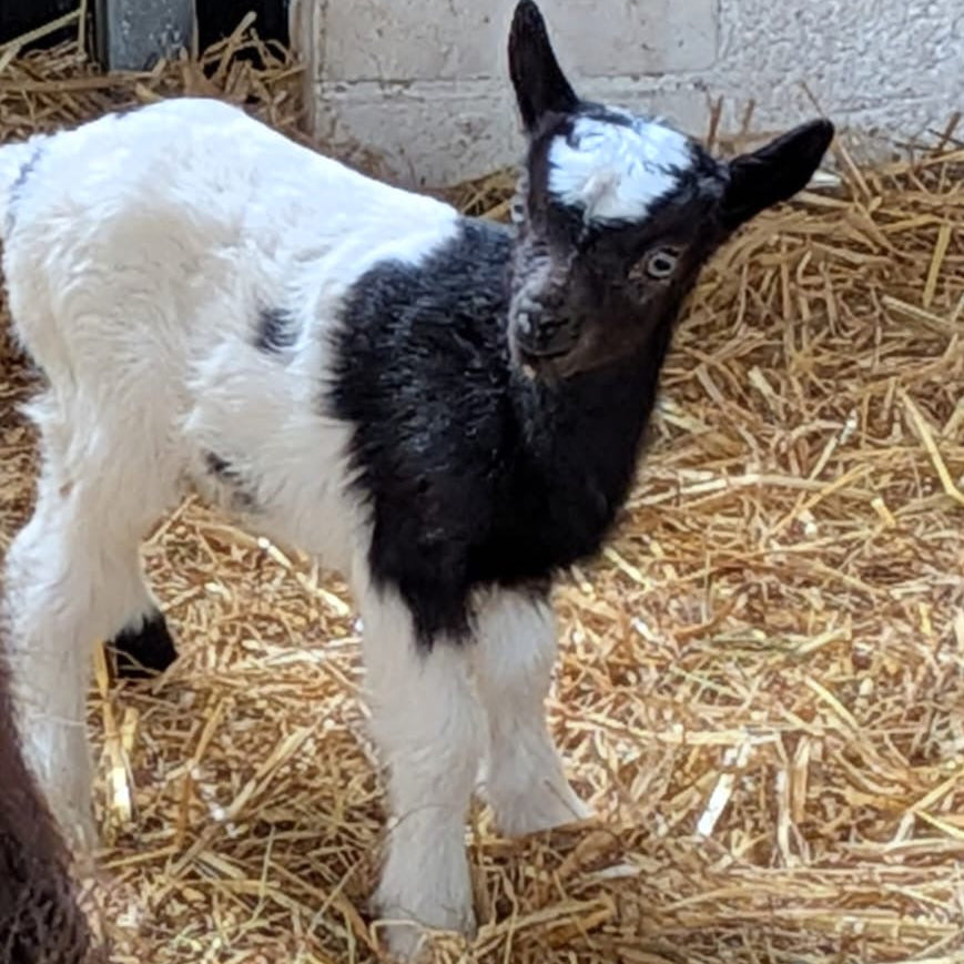 Baggot goat wether kid for sale