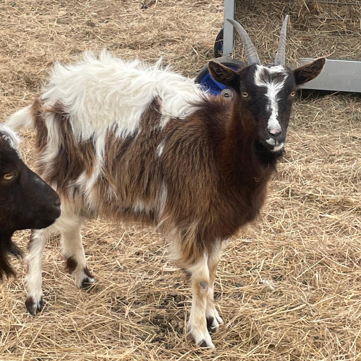 Baggot Goat doe for sale