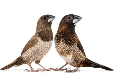 Live Bird: Bengalese Finches