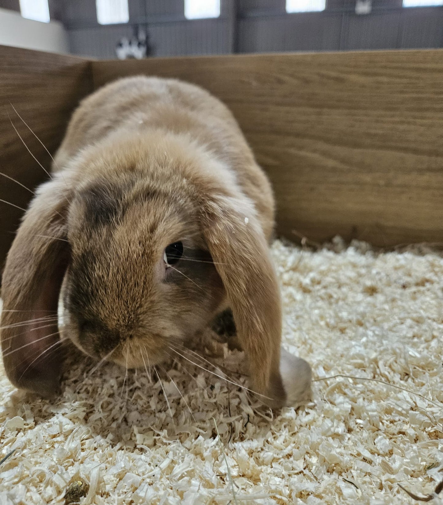 Live: Rabbit Dwarf Lop Female (Vaccinated)