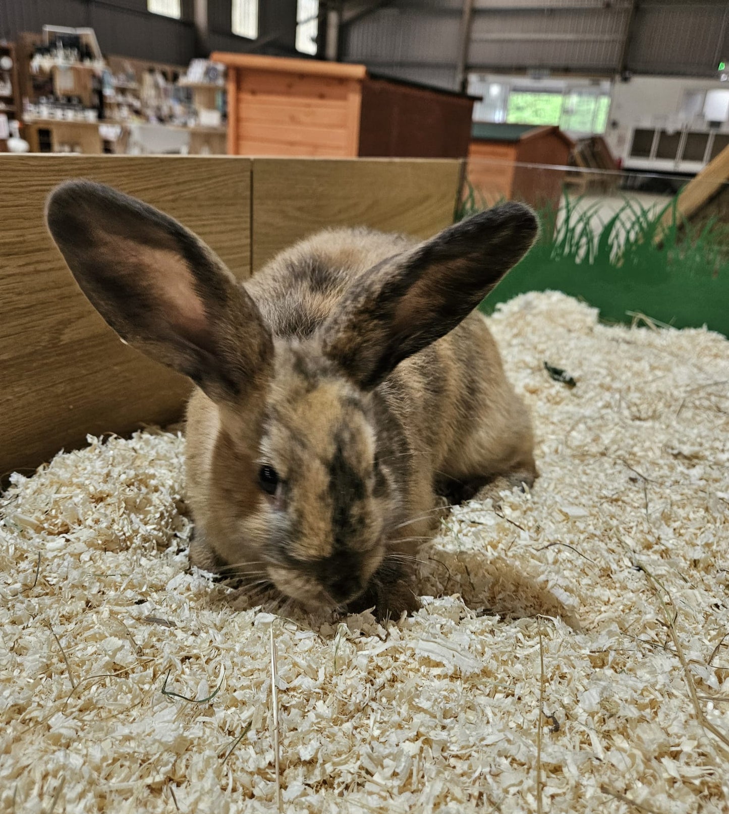 Live: Rabbit Dwarf Lop Female (Vaccinated)
