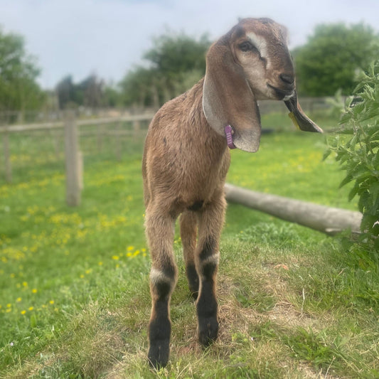 Anglo Nubian doe kid for sale - Jewels