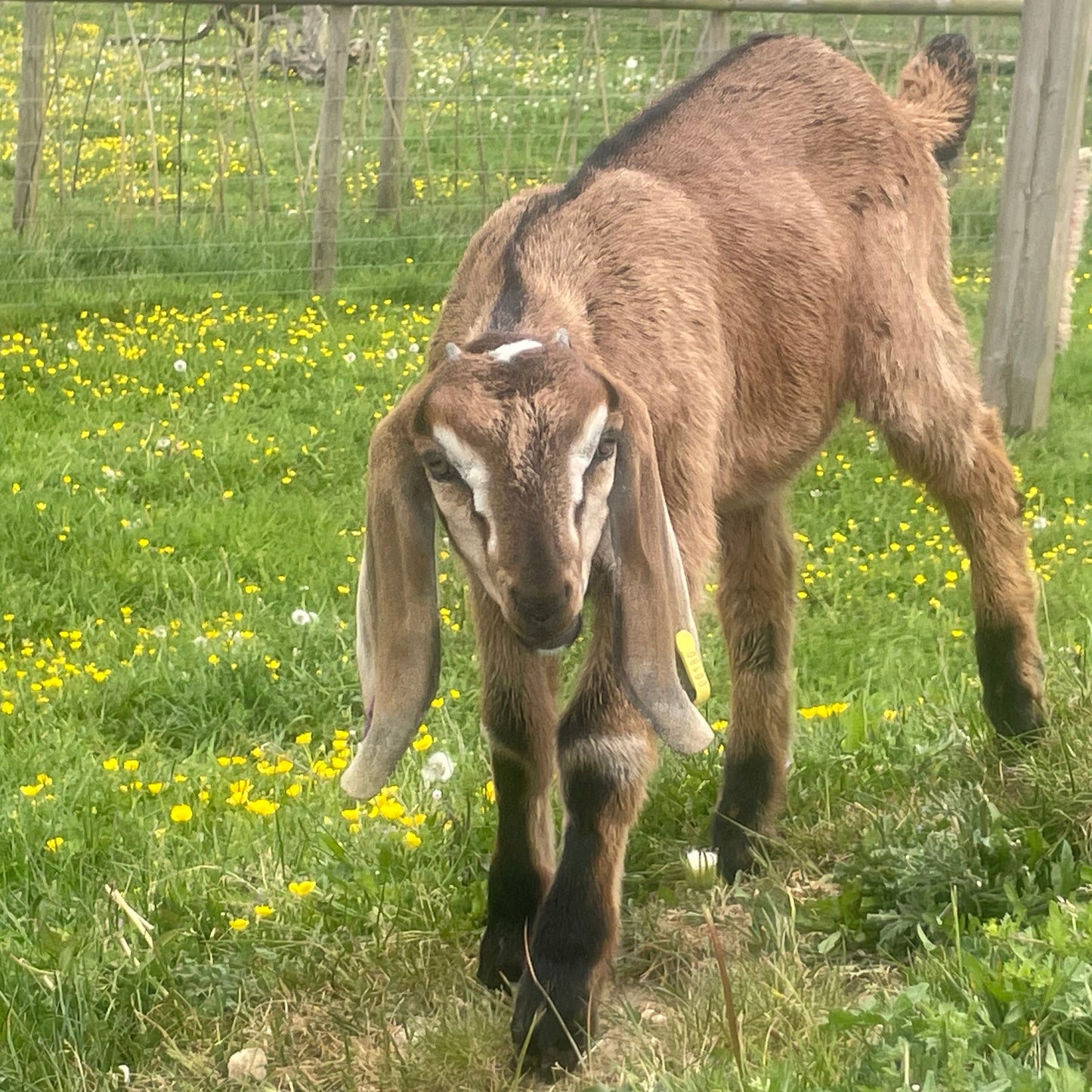 Anglo Nubian doe kid for sale - Jewels