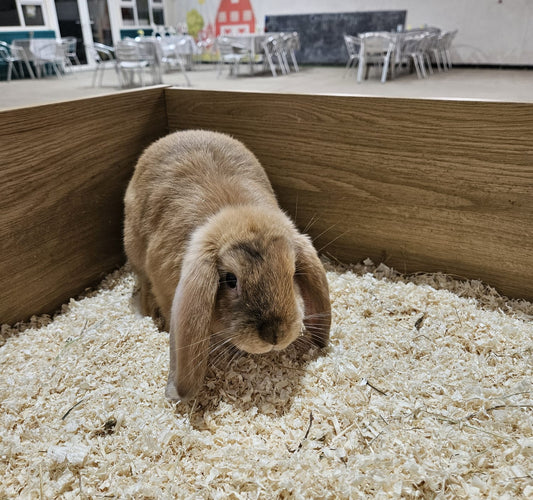 Live: Rabbit Dwarf Lop Female (Vaccinated)