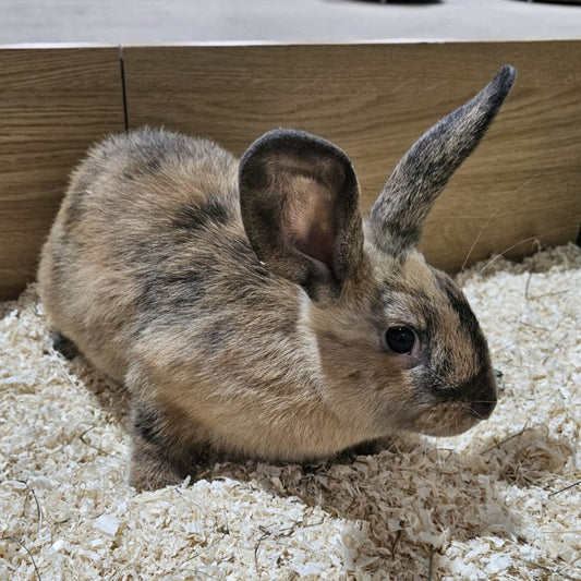 Live: Rabbit Dwarf Lop Female (Vaccinated)