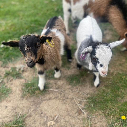 African Pygmy doe kid for sale