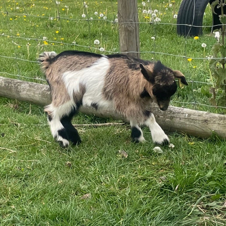 African Pygmy doe kid for sale