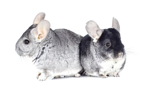 Live - Chinchilla  Grey Female