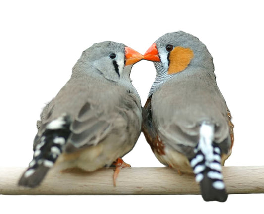 Live Bird: Zebra Finch Pair (M&F)