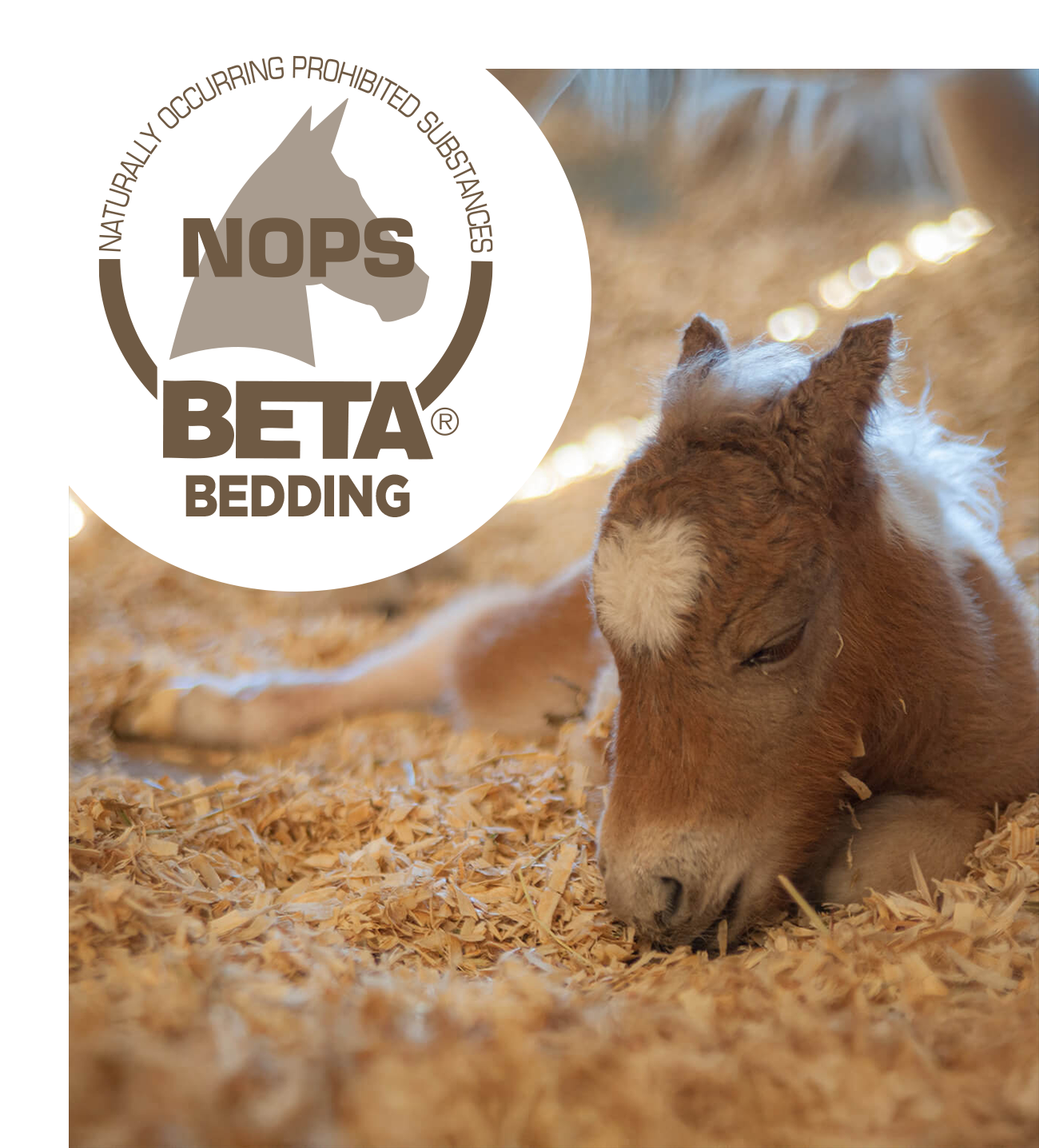 Arbor Forest Slumber: Shavings Single Bale