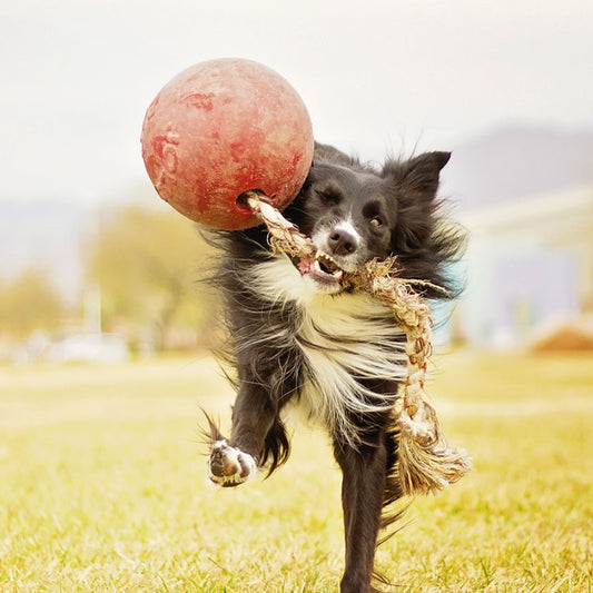 jolly pets romp n roll, orange