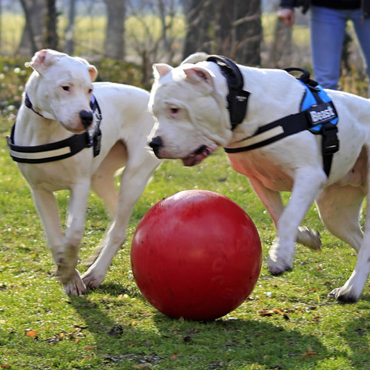 Jolly Pets Push N Play Red