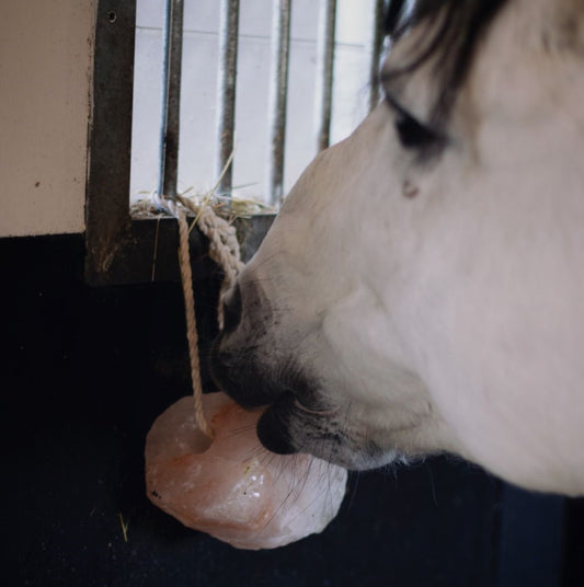 KM Elite Himalayan Salt Lick