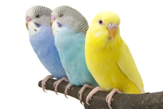 Live Bird: Budgie