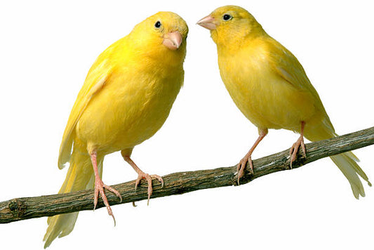 Live Bird: Canary Yellow/Variegated