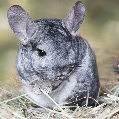Live - Chinchilla Grey Female