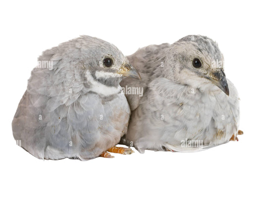 **O/S**Live Bird: Quail Chinese Painted Pair (M&F)