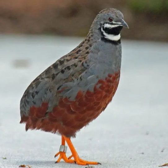 Live Bird: Quail Chinese Painted Cock