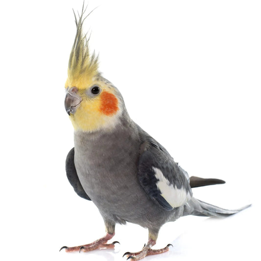 Cockatiels