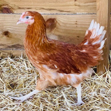 Chicken - Commercial Brown