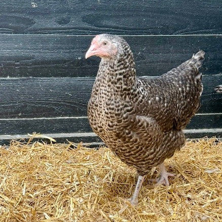 Chickens - Cou Cou