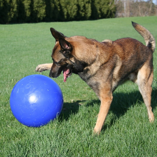 Jolly Pets Push N Play Blue