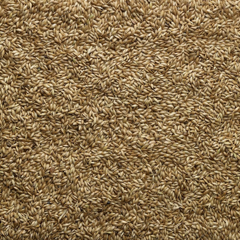 Bucktons: Canary Seed Plain 20kg