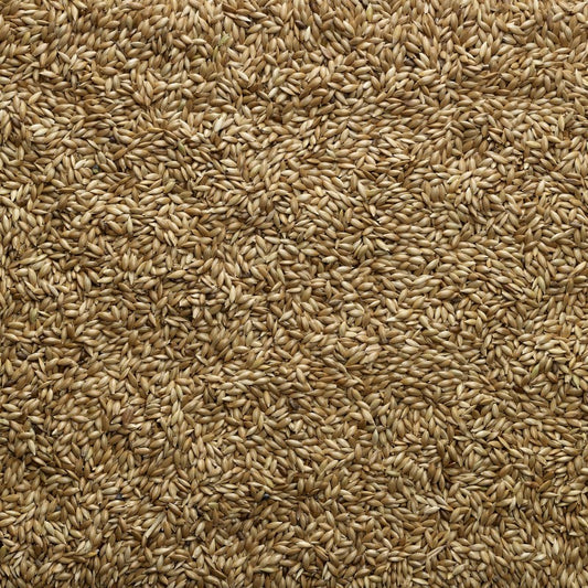Bucktons: Canary Seed Plain 20kg