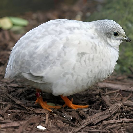 Live Bird: Quail Chinese Painted Hen