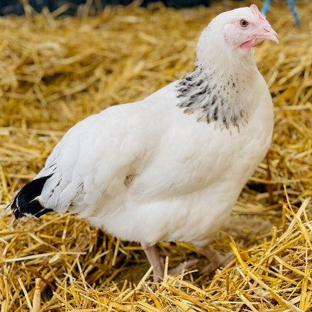 Chickens - Light Sussex