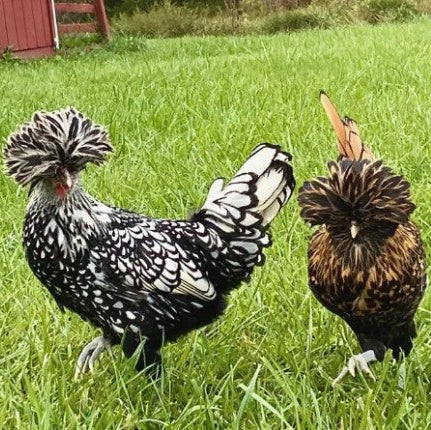 Chickens: Polish Bantam