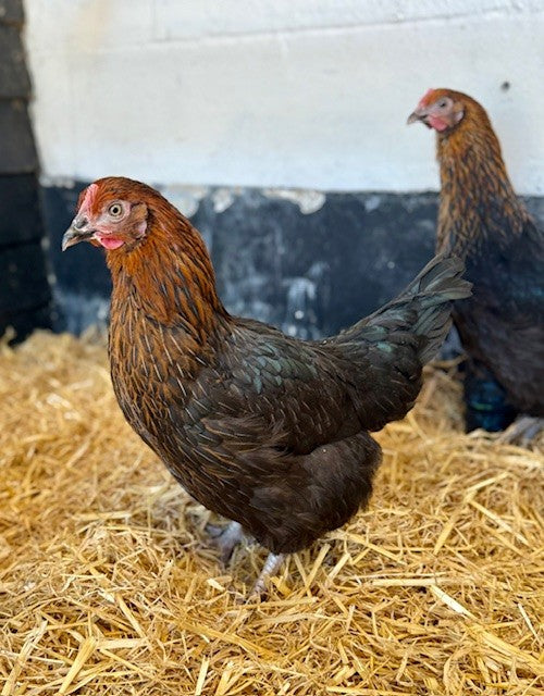 Chickens - Rhode Rock