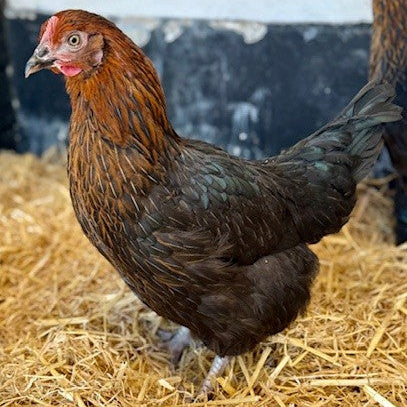 Chickens - Rhode Rock