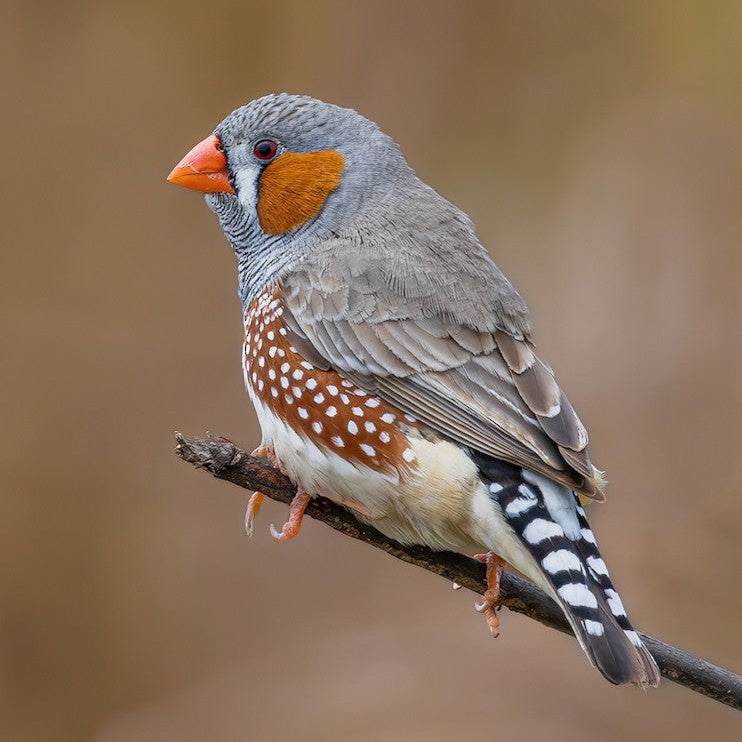 Live Bird: Zebra Finch Pair (M&F)