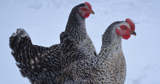 TOP TIPS FOR KEEPING CHICKENS IN COLD WEATHER