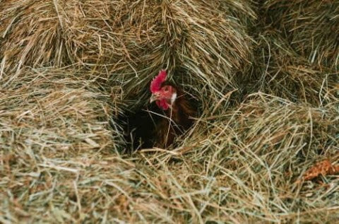 Chicken