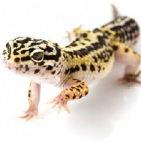Reptile