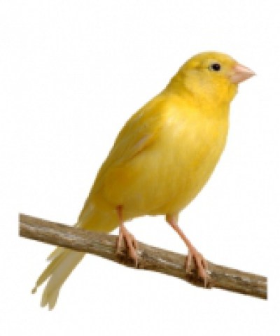 Aviary & Cage Bird