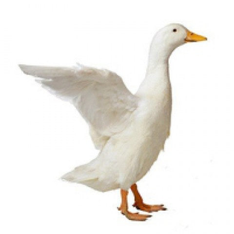 Ducks, Geese & Swans