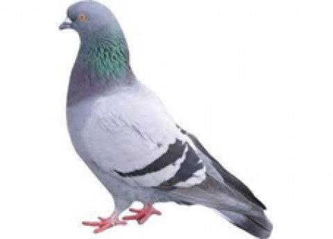 Pigeon