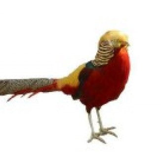 Quail & Pheasant